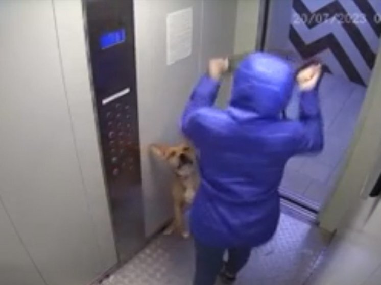     Скриншот видео паблика "Дорога Домой помощь животным Красноярска"/ВК