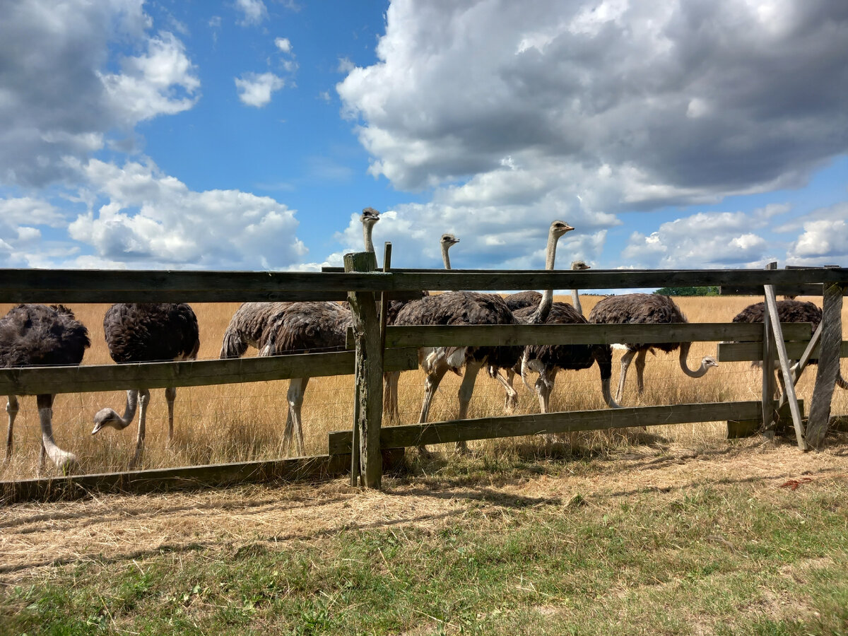 Страусиная ферма