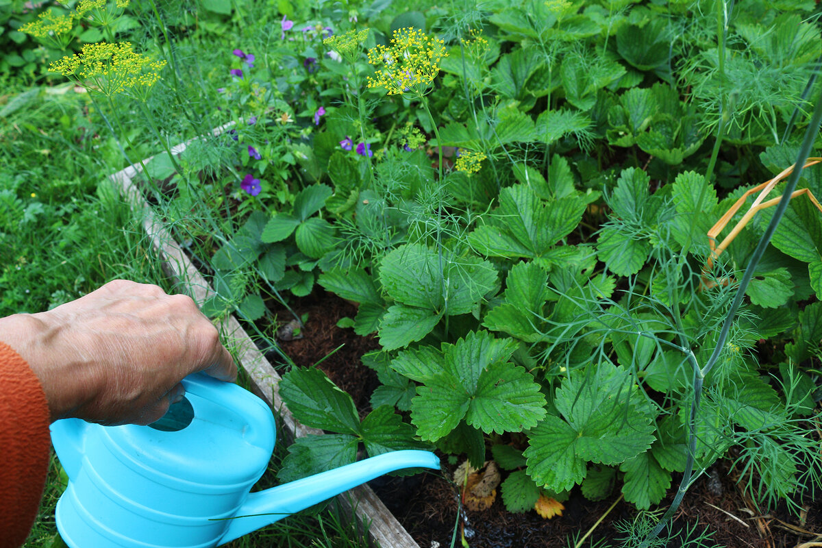 Полив крупноплодной земляники