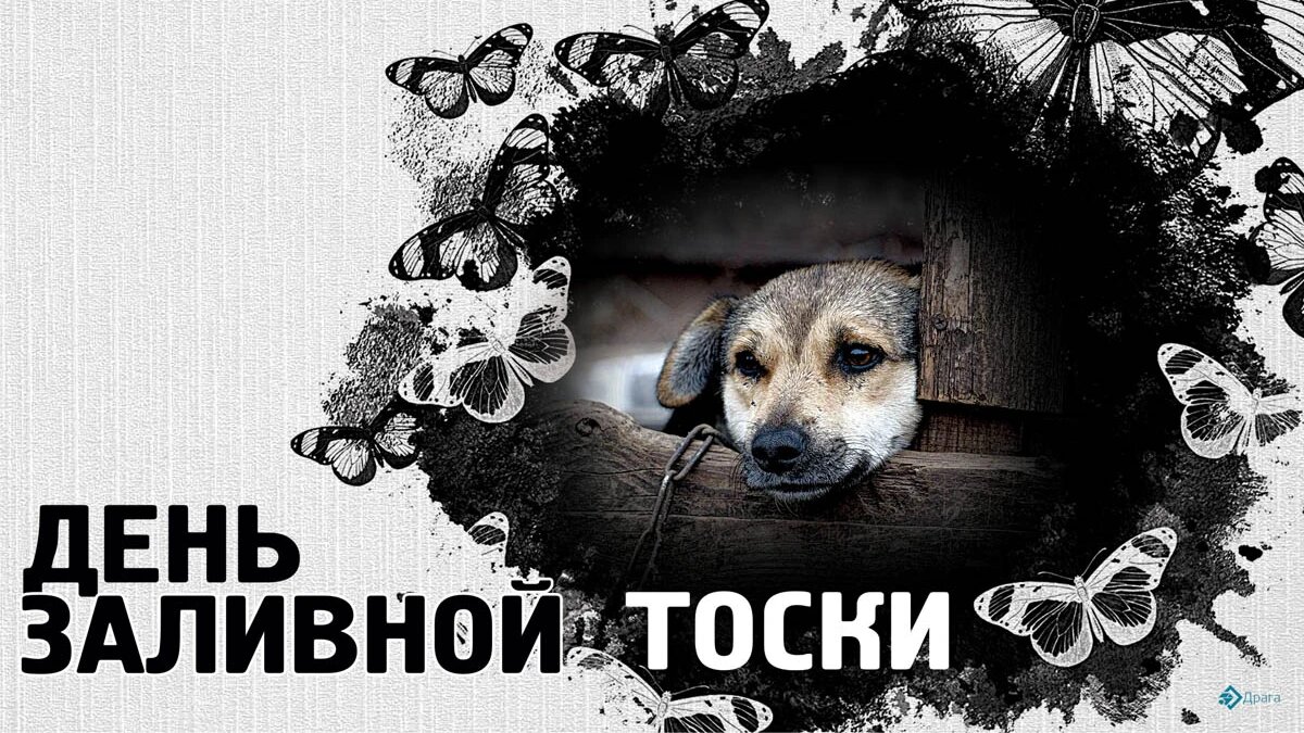 День заливной тоски. Иллюстрация: «Весь Искитим»