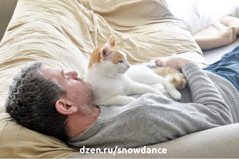 Почему кошка садится вам на лицо? 7 причин, и что с этим делать |  КотоВедение | Дзен