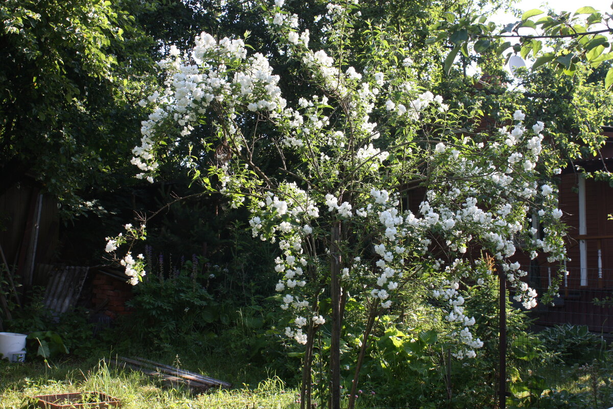 Цветение чубушника в июле 2021 года