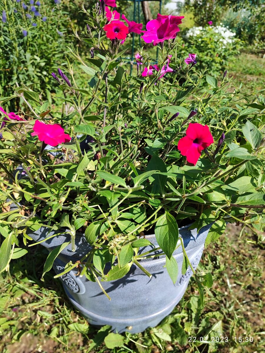 Стрижка 22 июля. Посмотрим как обрастет

