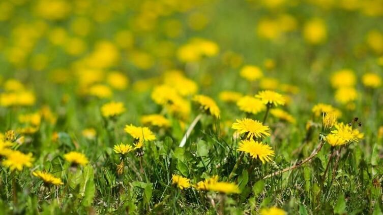     Фото: по лицензии pixabay.com