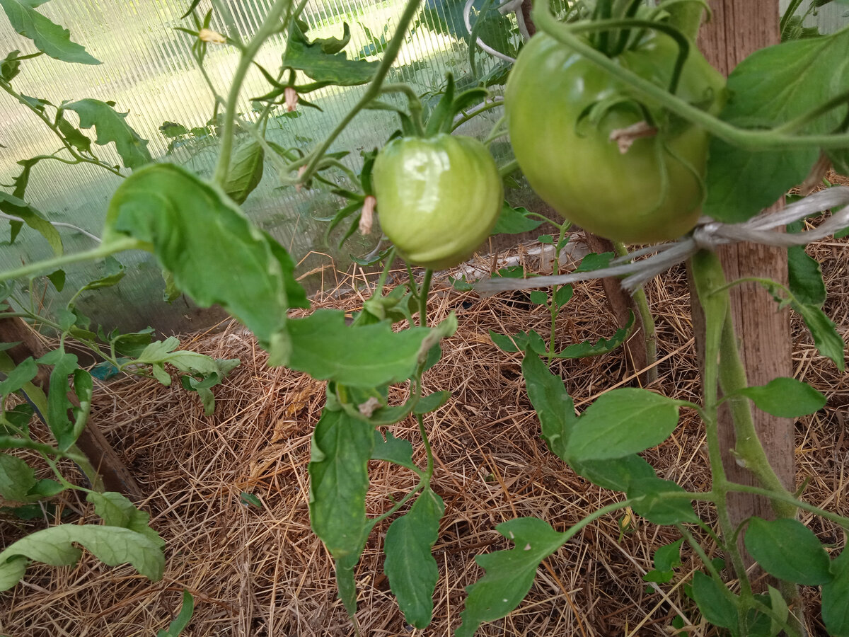 Вечно от всего страдающее Бычье сердце