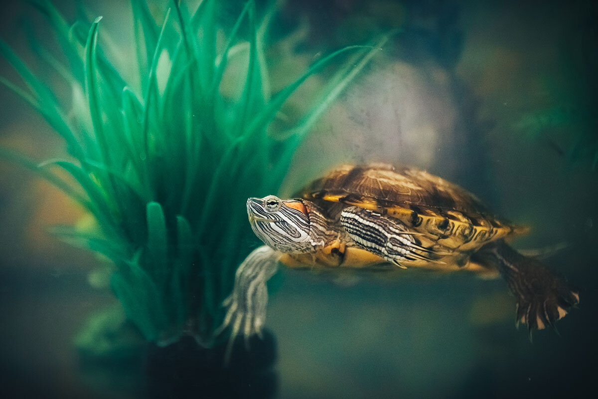    Ритм жизни рептилии куда размереннее человеческого, наблюдение за ними может стать хорошей медитативной практикой