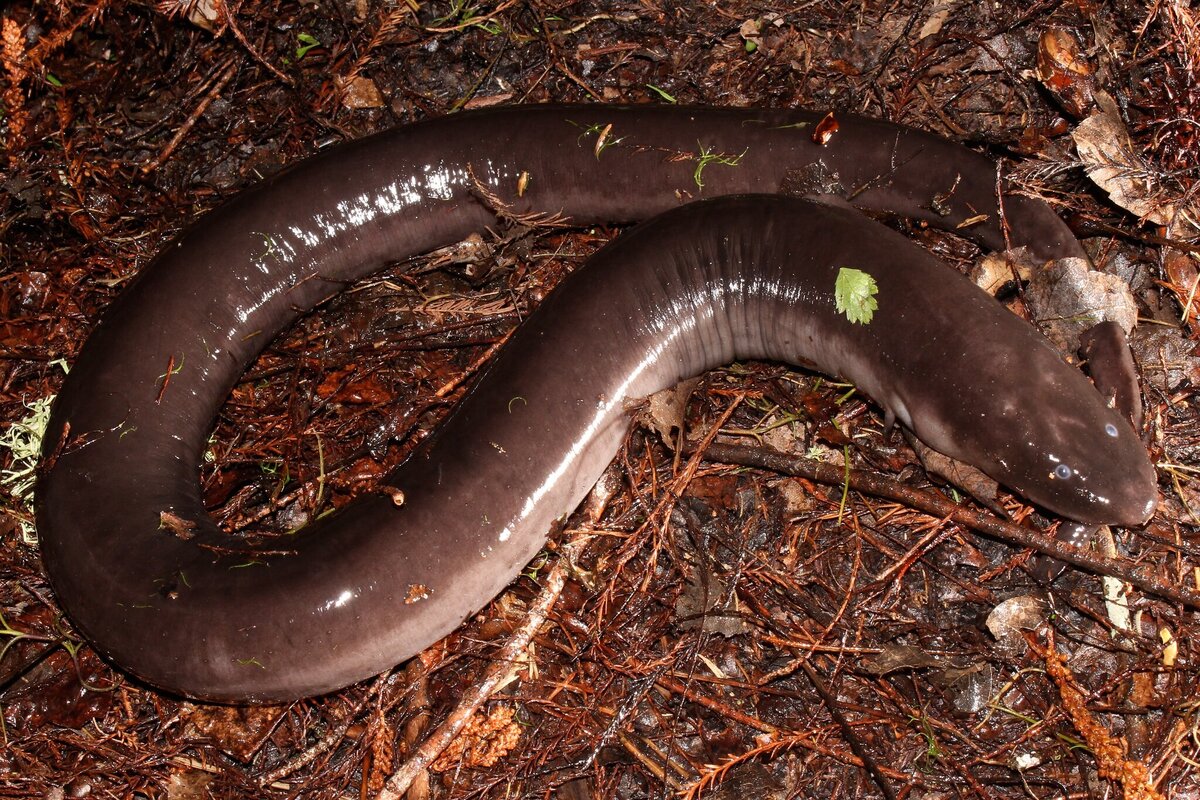 Трёхпалая амфиума