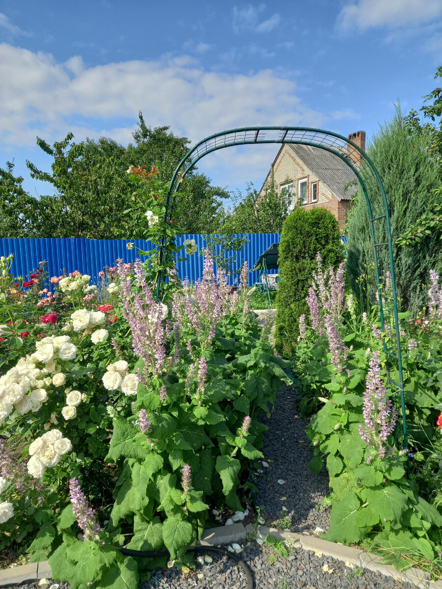 Фото автора розы, шалфей, туя, можжевельник