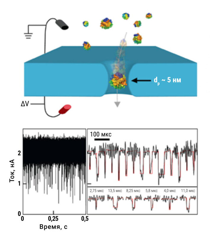 В XXI веке гафний в виде своего диоксида оказался незаменимым материалом для биологов — именно из него можно сделать нанопору, которая позволяет очень точно анализировать наличие единичных молекул белков и нуклеиновых кислот в различных жидкостях. Каждая большая молекула при прохождении сквозь пору блокирует переток свозь нее электролита, что приводит к снижению тока. По форме профиля и продолжительности такого снижения исследуемые молекулы можно различать. Не исключено, что с помощью нанопор удастся создавать точные и дешевые диагностикумы для быстрого обнаружения различных патогенов: бактерий, вирусов, грибов. Это важно для аграрных предприятий, особенно мелких, личных хозяйств и вообще для развития цифрового сельского хозяйства. Изображение: Biophysical Journal, 2014, 106, 696