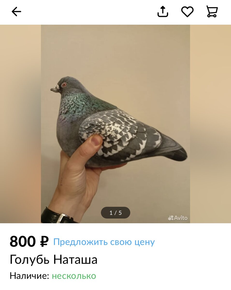 Голубь Наташа