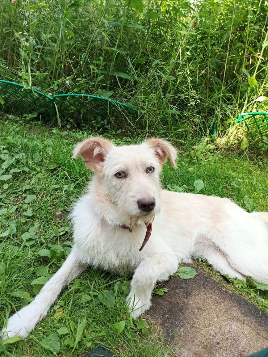 Наша выпускница Тата. Друзья, все наши совместные усилия не проходят даром. Хвостики становятся домашними и счастливыми!