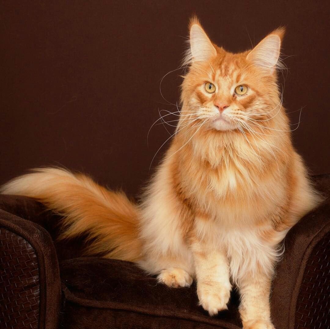 Рыжий длинношерстный кот