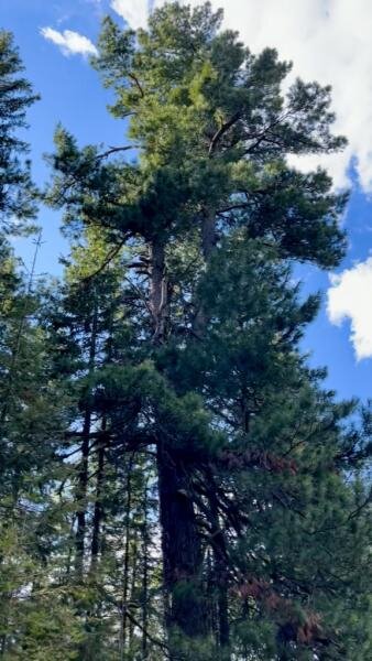    Кедр из Югры претендует на звание главного дерева страны