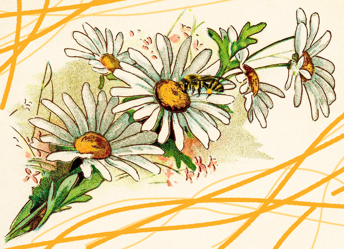 Ромашки - один из примеров местных растений в целом по России 