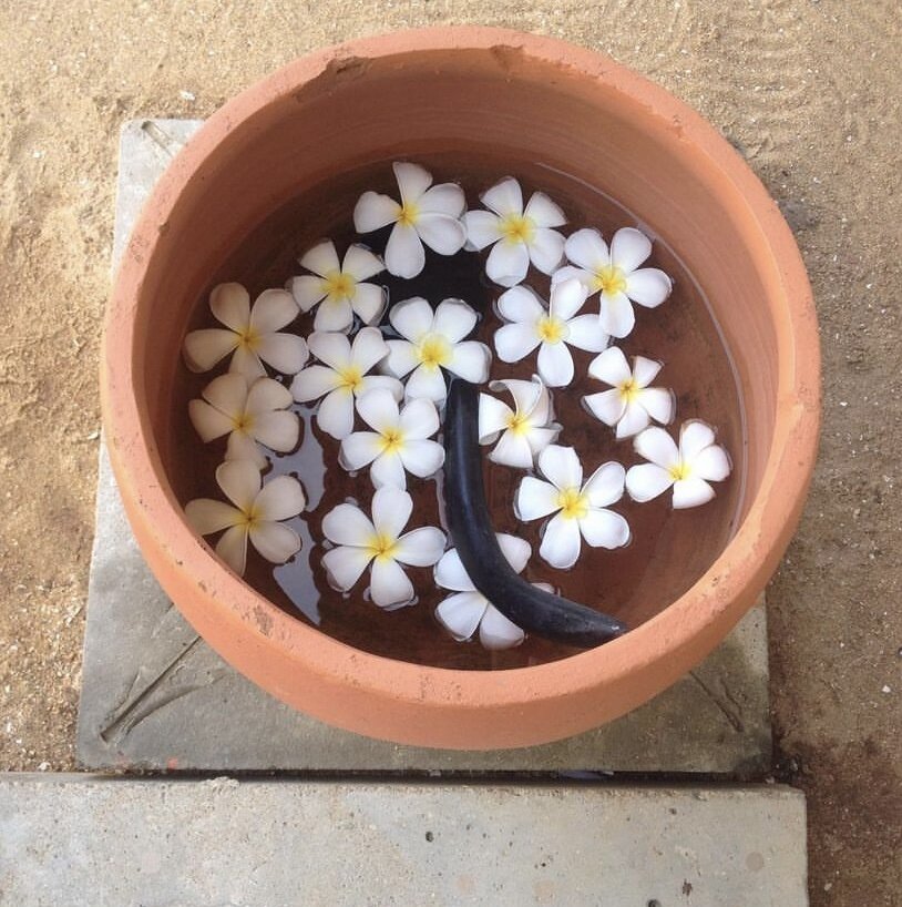 Цветы и вода  в чаше всегда были свежие. Фото из личного архива.