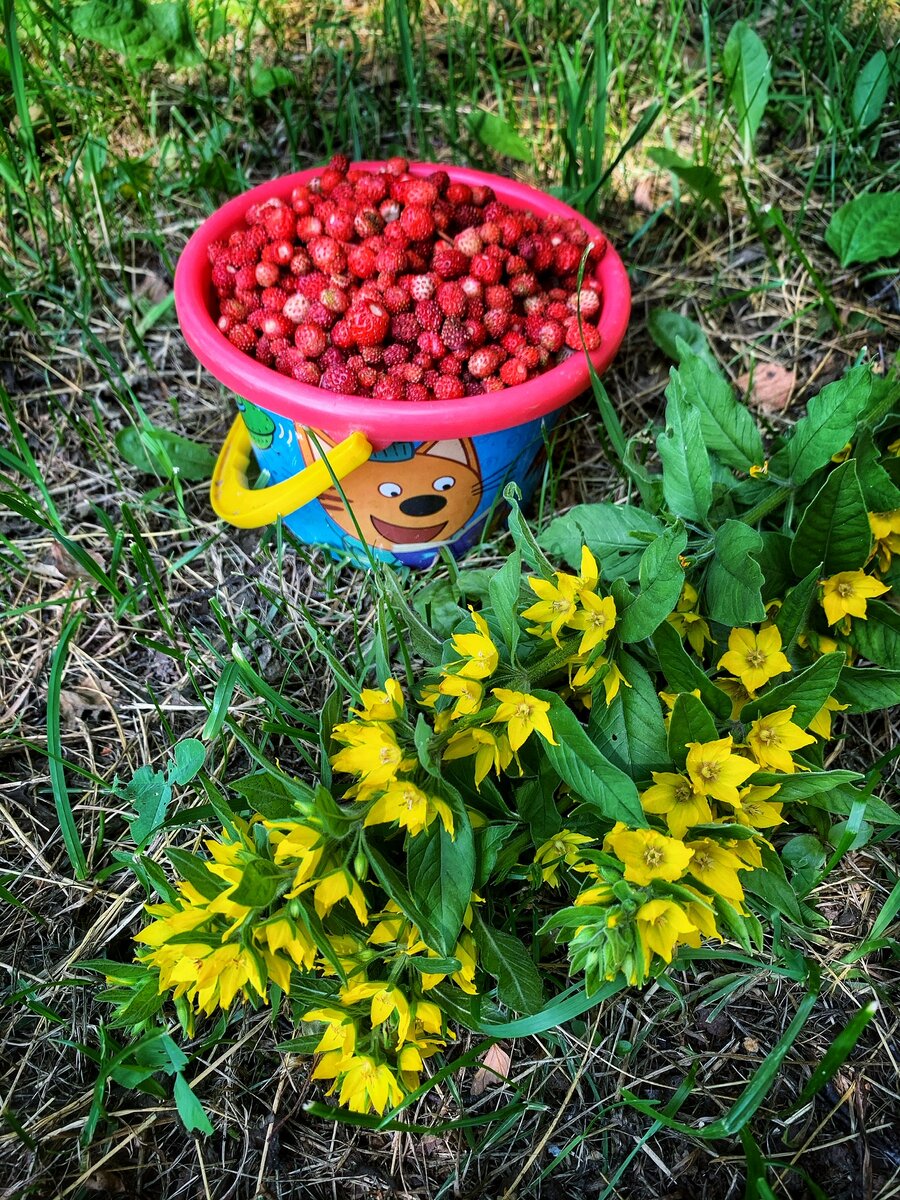 Ягодное варенье традиционно для руси