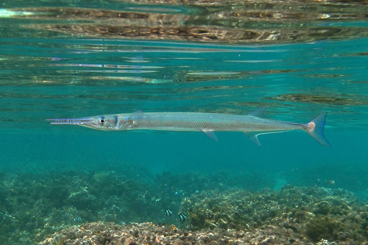 рыбы в андаманском море