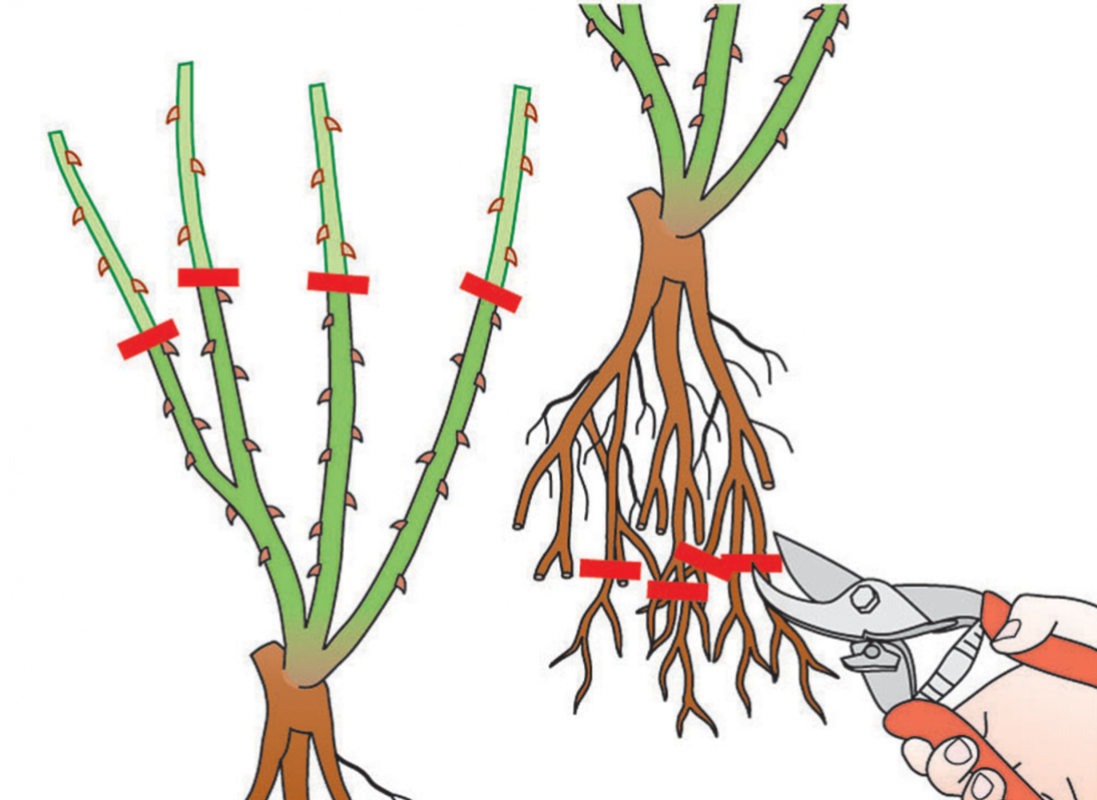 Как правильно обрезать плетистую розу после цветения. Корень плетистой розы. Корень штамбовой розы. Растения с открытой корневой системой.
