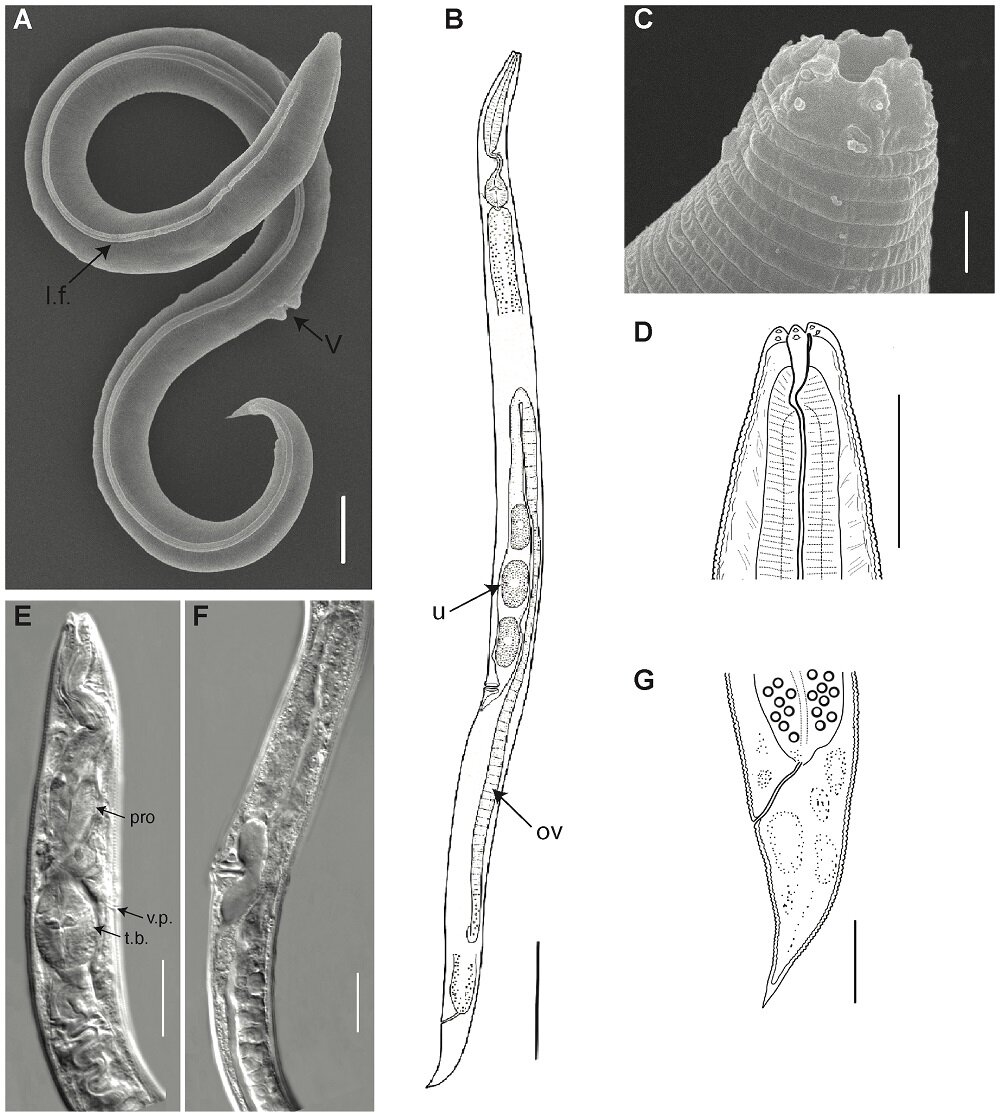    Нажмите для увеличения Фото: Anastasia Shatilovich et Al./PLOS Genetics
