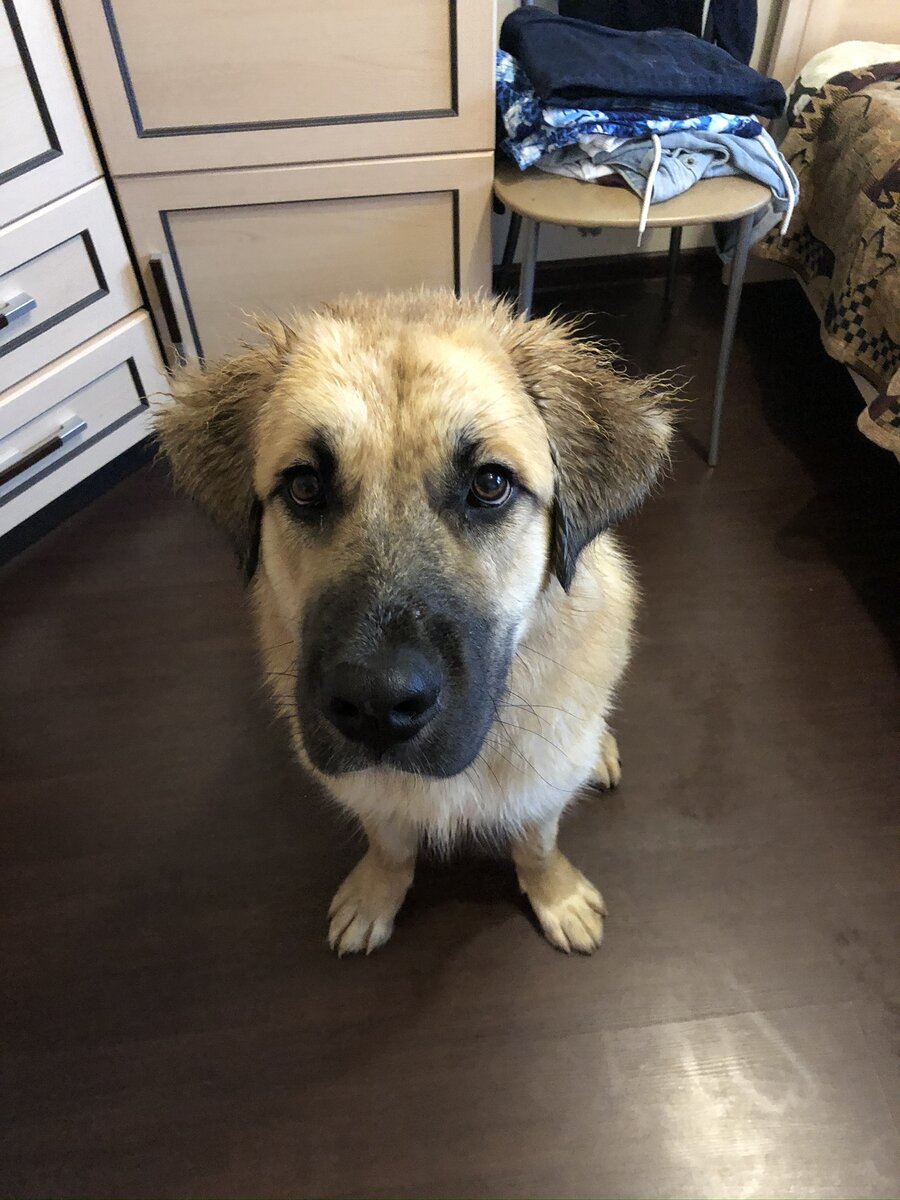 Собака друг