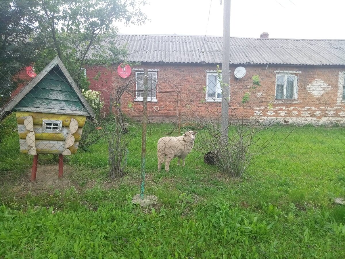Для овечки ситуация безвыходная