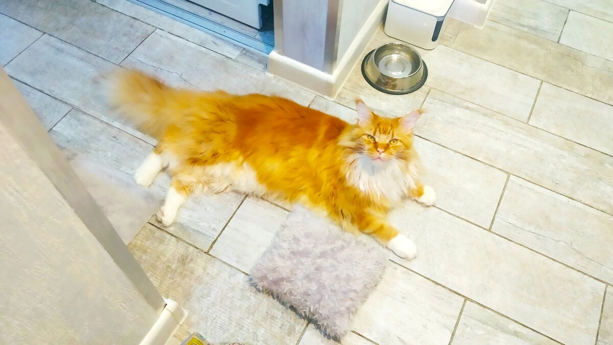 Мейн кун Степа.