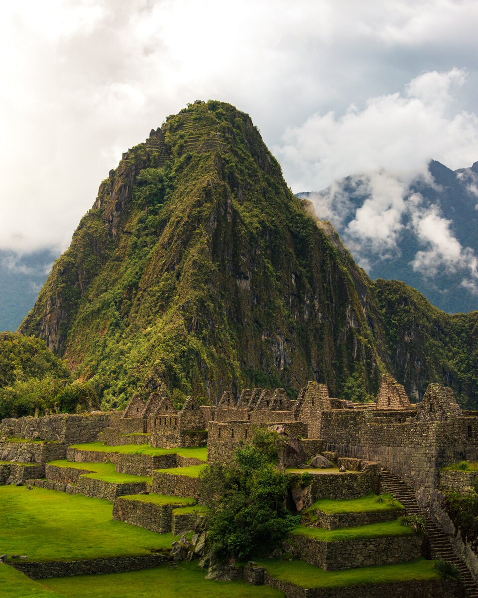 Орхидея machu Picchu