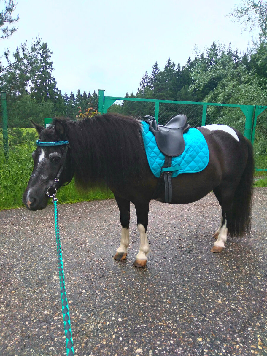 Моя прекрасная трудолюбивая поняшечка. Нет, она не жерёбая, это у неё фигура такая. Она очень боится похудеть.