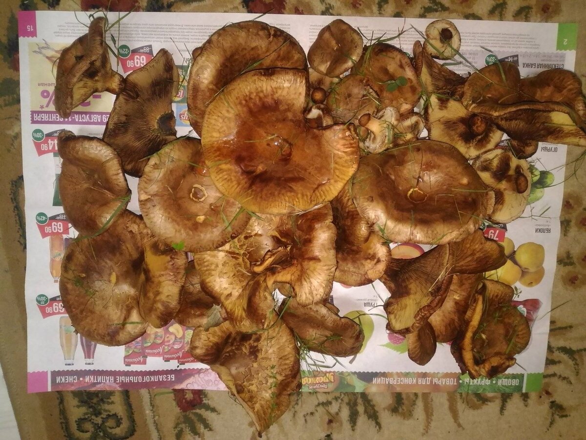 Самые свежие рецепты для Вас!