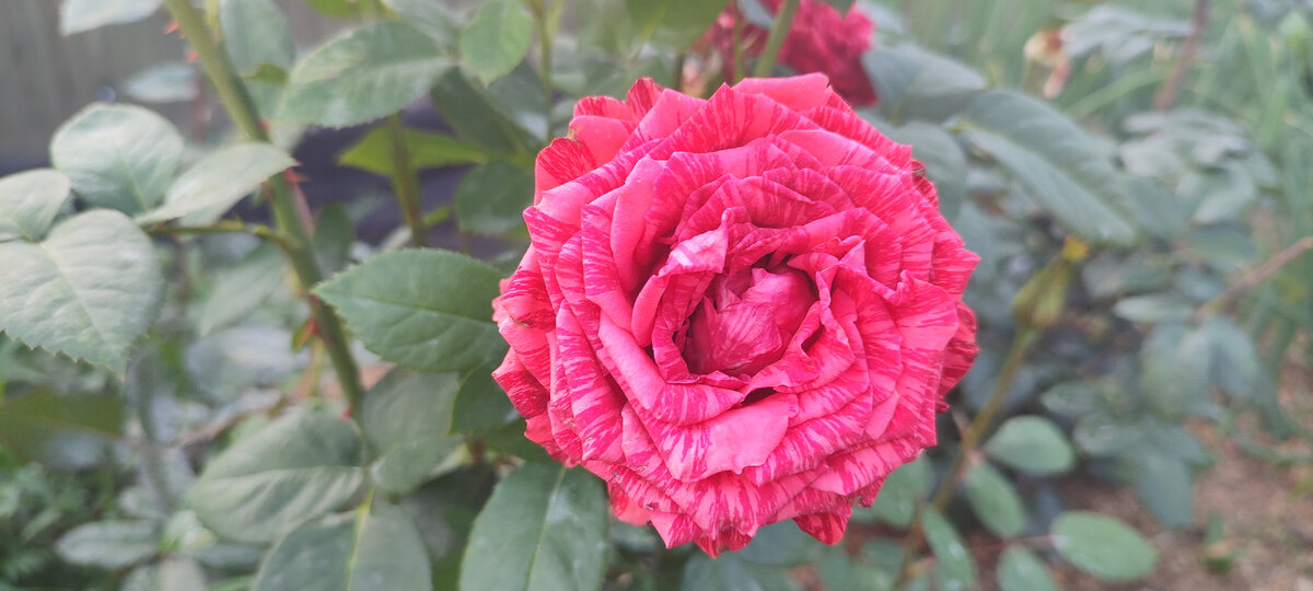 Одна из расцветок моих роз