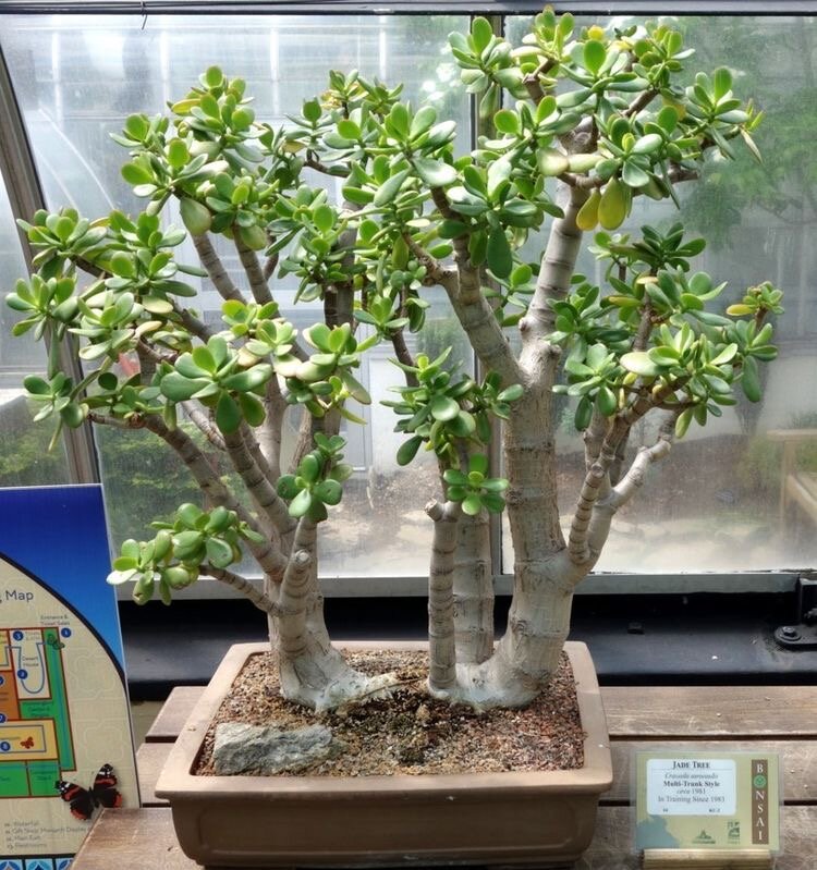 Бонсай из Толстянки