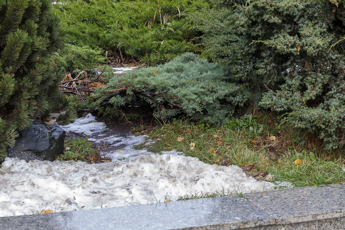 2. Клумба у Москва-Сити со стайкой Домовых воробьёв © NickFW.ru - 24.11.2020г.