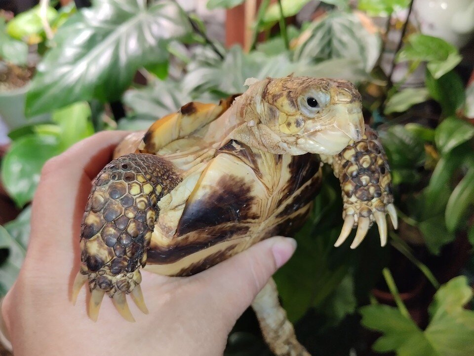    Содержать черепах не так просто Екатерина АРДАШЕВА