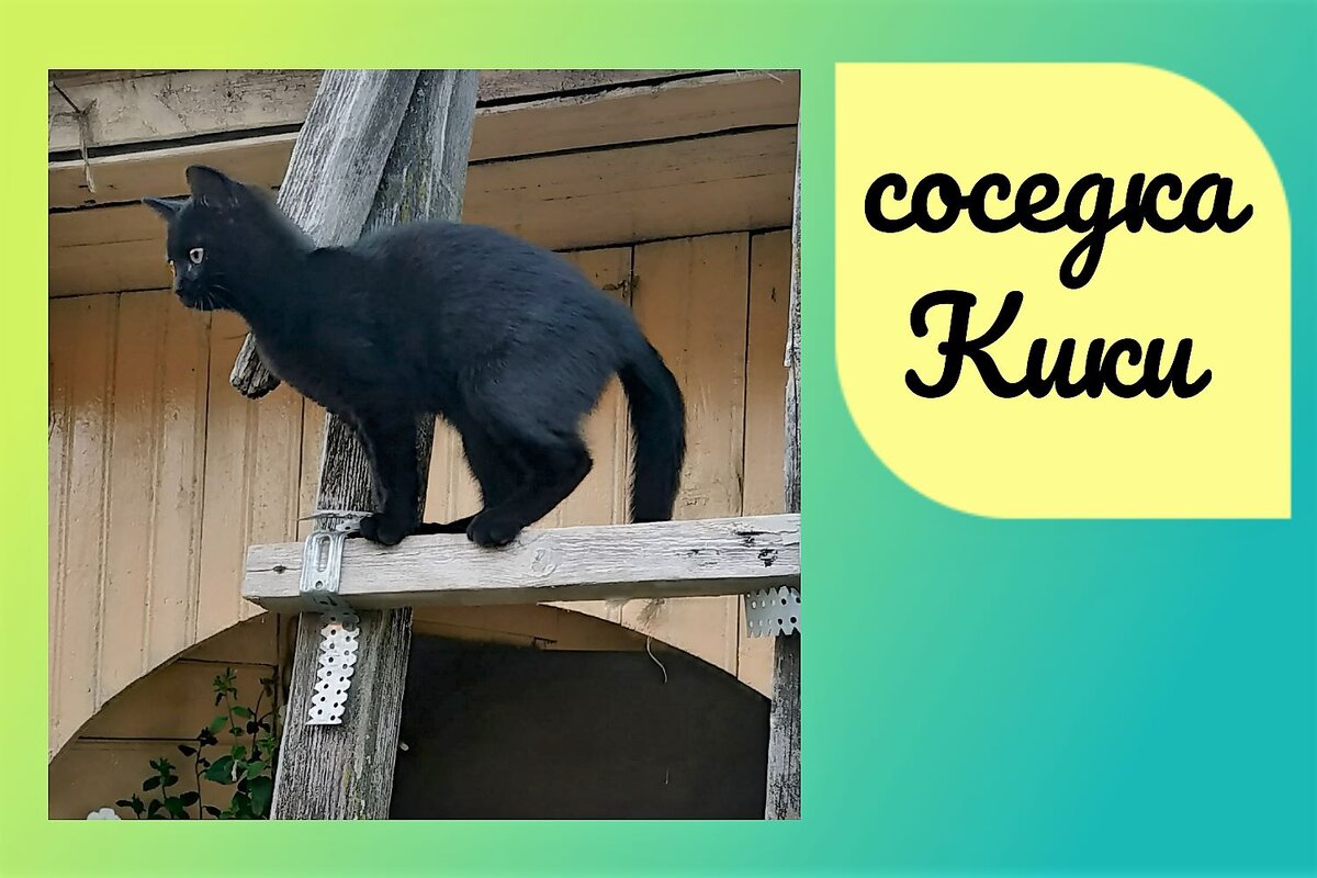 Кики наблюдает