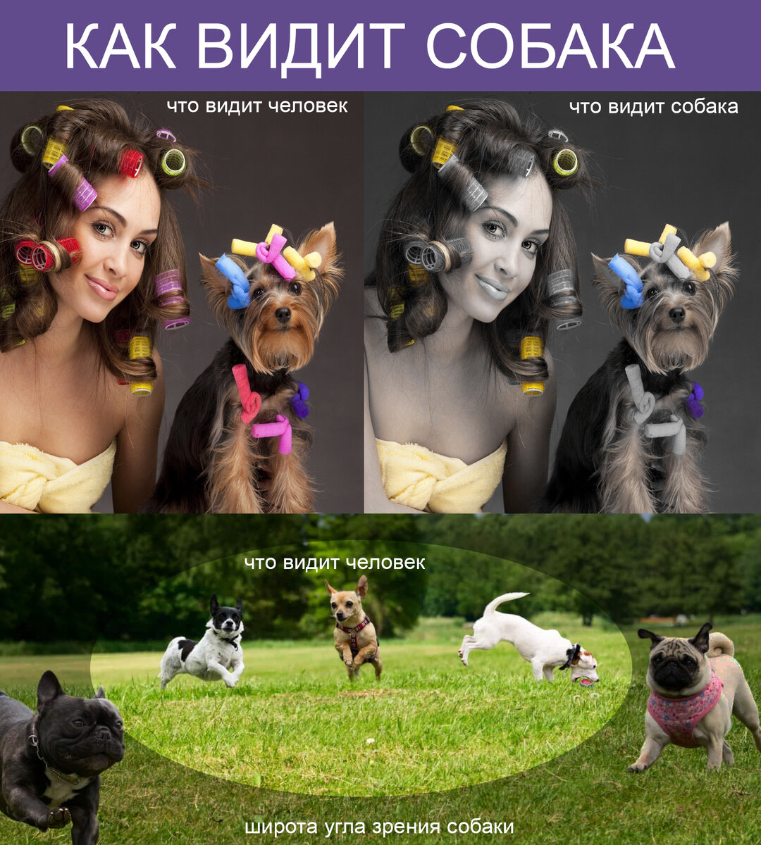 Собаки видят мир в таких цветах | РБК Украина