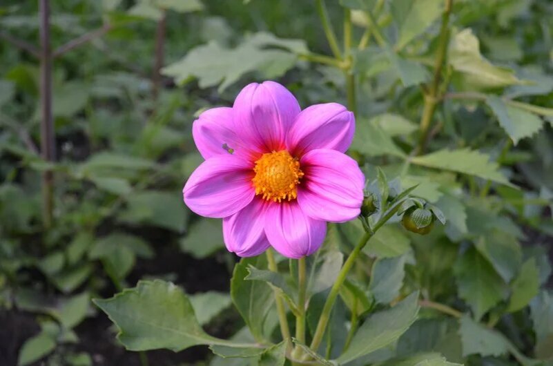 Яркие и в то же время простые цветы.