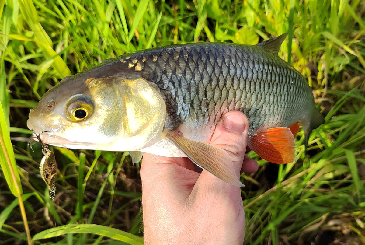 Рыбалка на Угре. Голавль, окунь на спиннинг. / Spin Fishing on Ugra River. Perch
