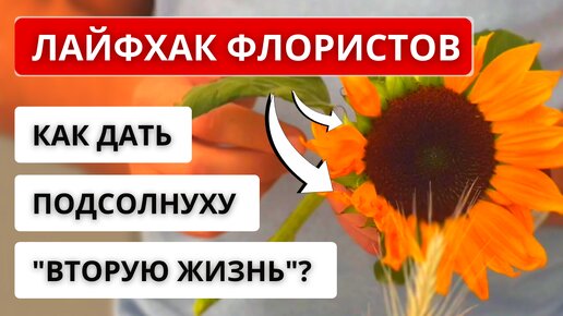 🌻ДЕКОРАТИВНЫЙ ПОДСОЛНУХ во флористике! Где можно использовать подсолнух? Сезон, хранение, уход, цена