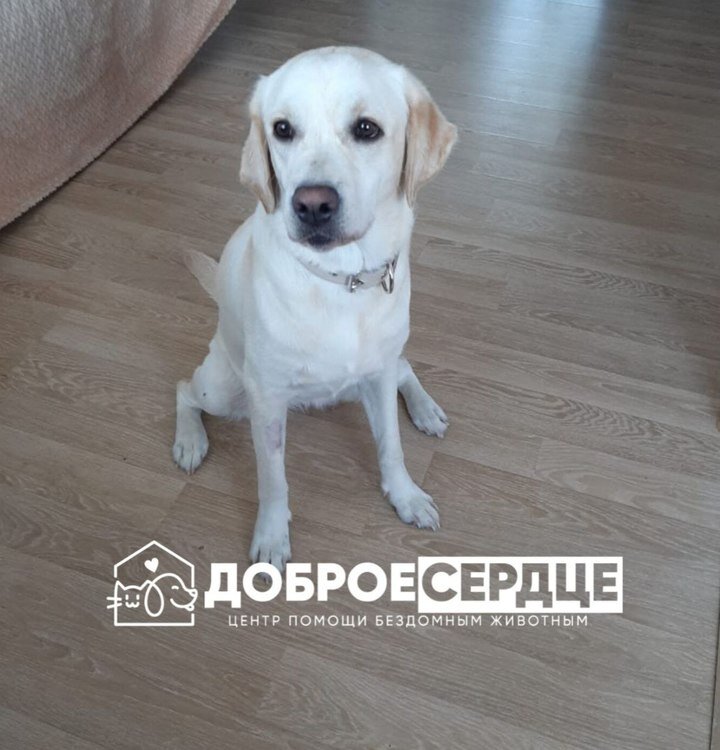 Фото: Telegram-канал «Доброе сердце»