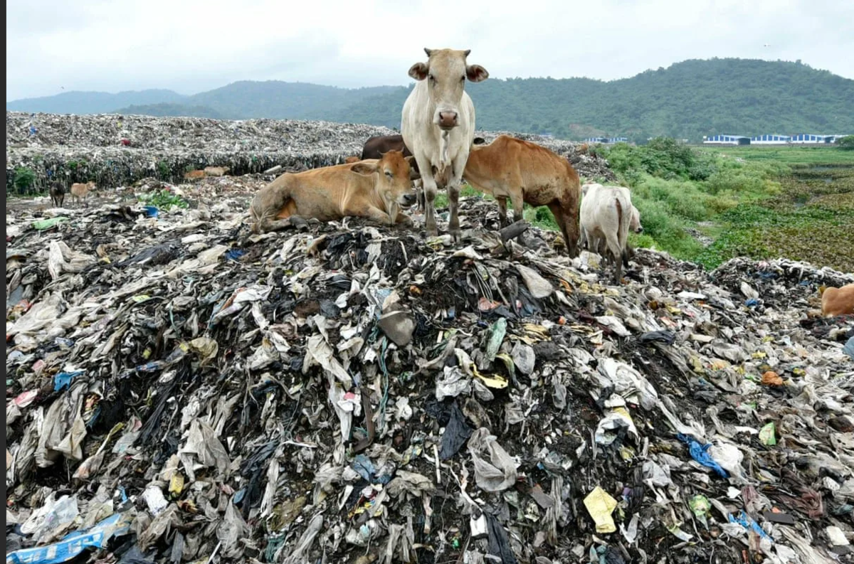 Корова. Ну кто же ей запретит - гуляет, где ей вздумается, делает, что хочет