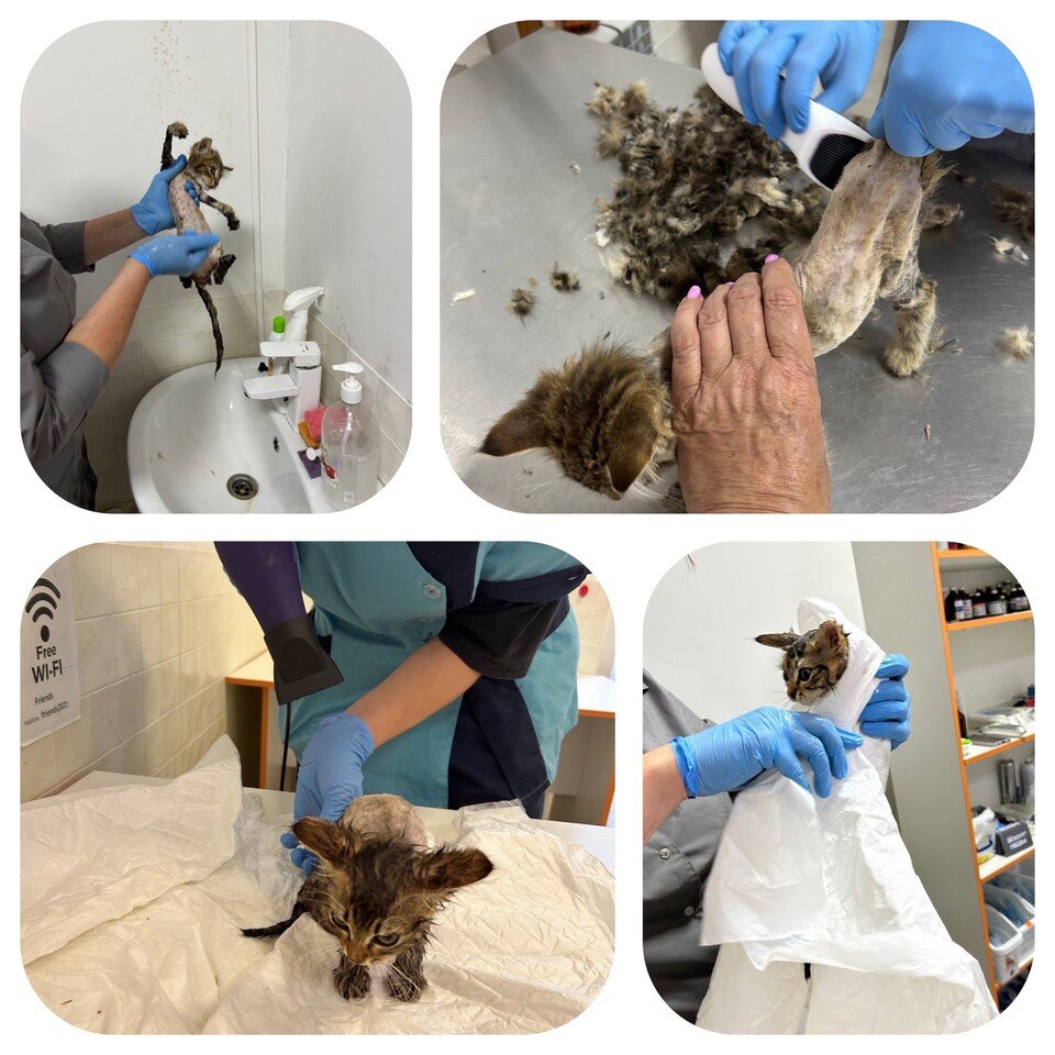    Котенок попал к ветеринарам в плачевном состоянии. Фото: Частная передержка «ДОРОГА ДОМОЙ»/VK