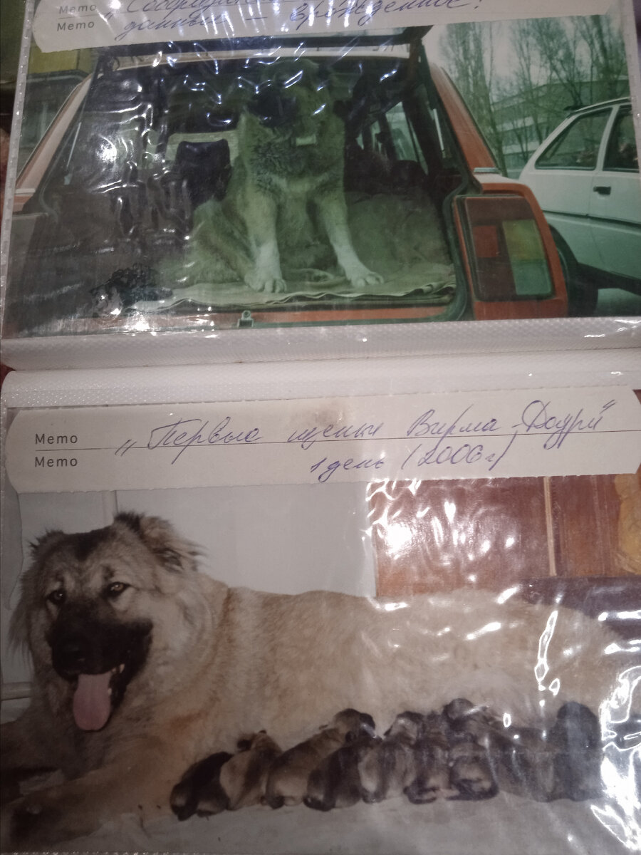 Новорожденные щенки кавказской овчарки Вирмы