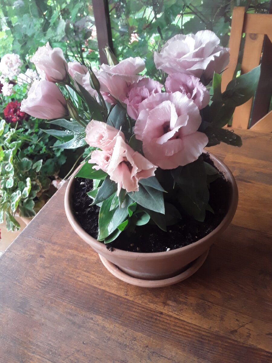 Эустома Rosie F1 Pink