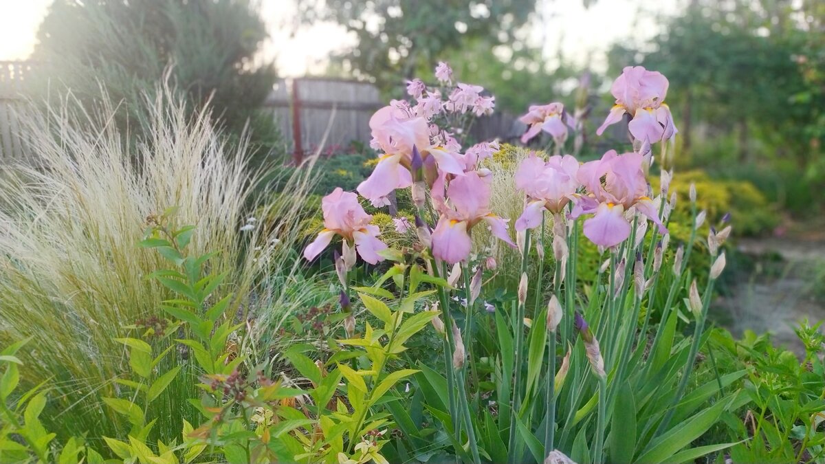 В розовом цветнике