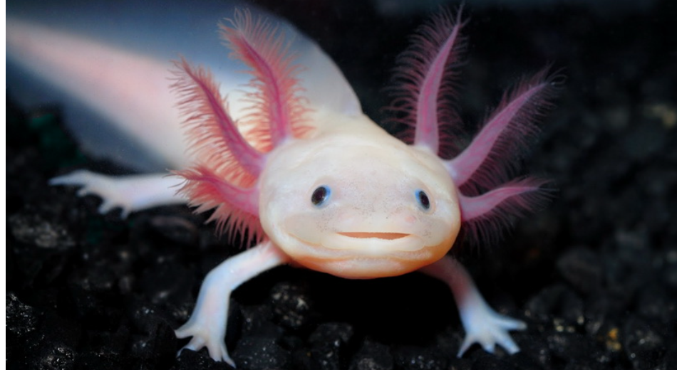 Аксолотль (Axolotl) — личинка некоторых видов амбистом, которая остановилась в развитии на стадии неотении. Само слово «аксолотль» в переводе с мексиканского наречия науатль означает «водяная собака» или «водяное чудище».