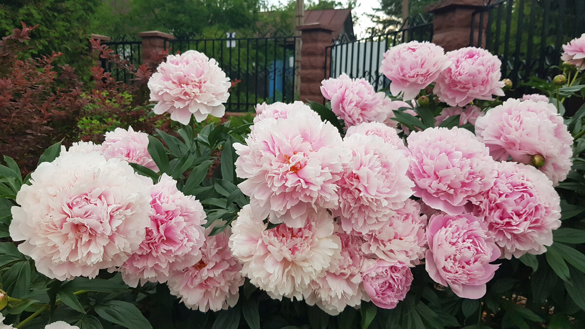  Сара Бернар