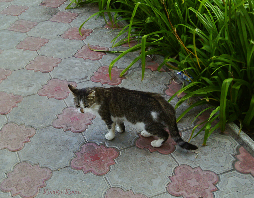 2. Я просто цветы поливал. 