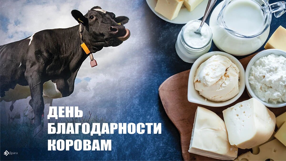 День благодарности коровам. Иллюстрация: «Курьер.Среда»
