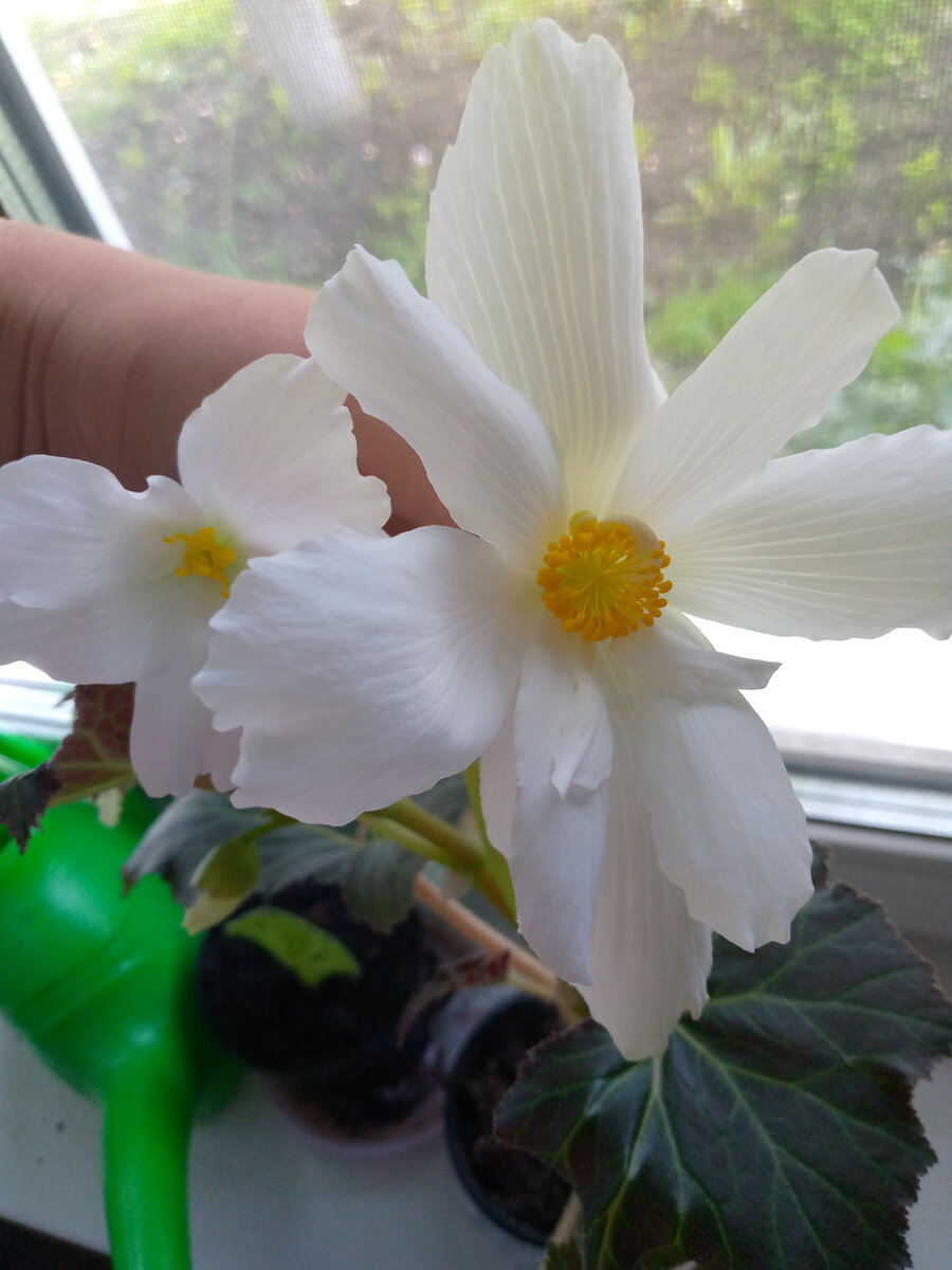 Моя новая бегония. Цветет и пахнет 