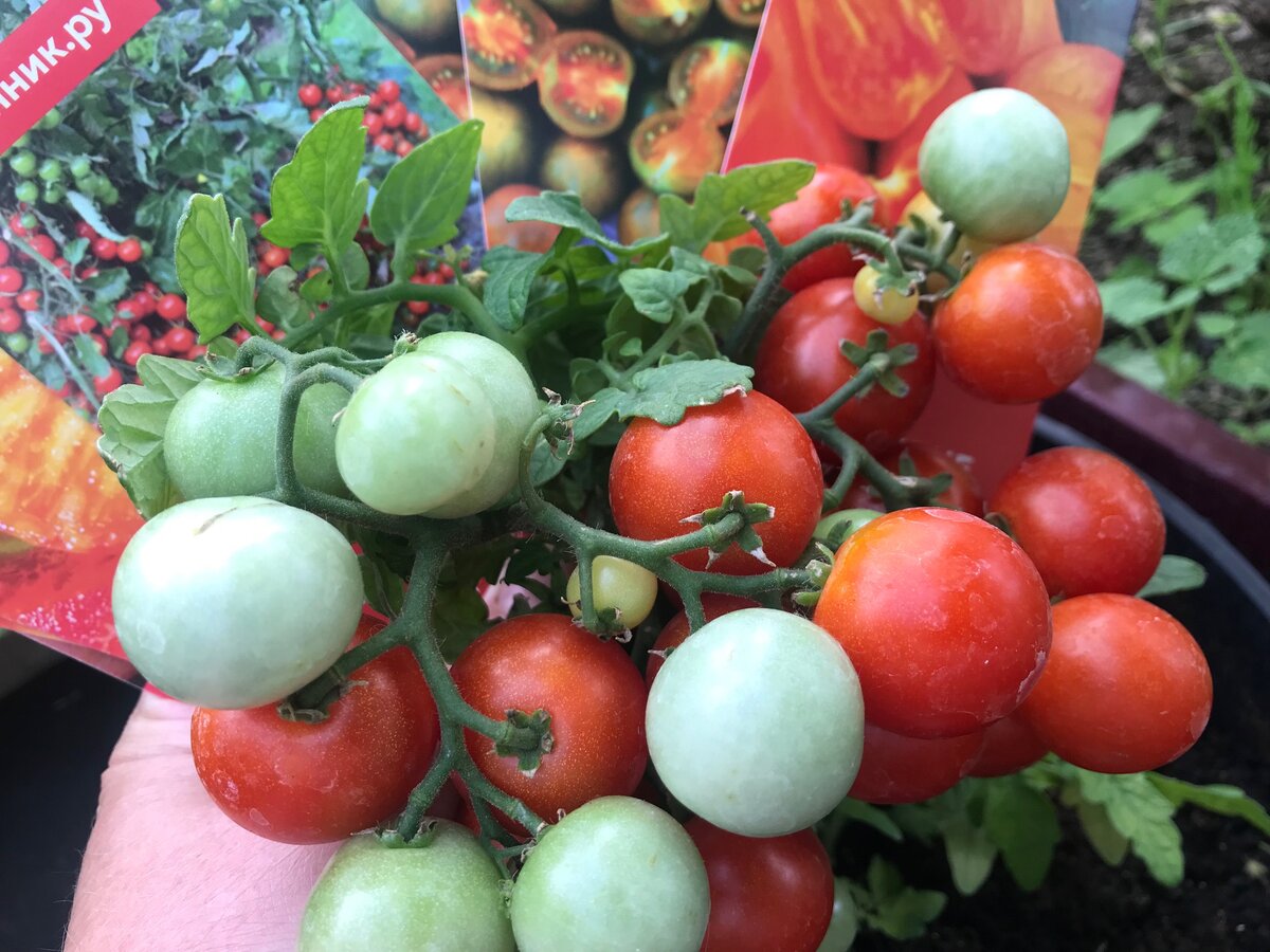 Этот сорт покупала в "Малиннике.ру" много лет назад